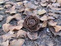 Pinecone flower on ground