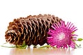 Pinecone, flower and leaves Royalty Free Stock Photo