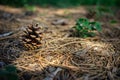 A pinecone in the forest on the ground Royalty Free Stock Photo