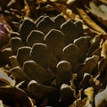Pinecone on the ground half covered by leaves of oak tree Royalty Free Stock Photo