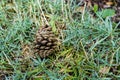 Pinecone laying in meadow Royalty Free Stock Photo