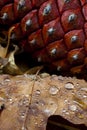 pinecone and leaf with dew