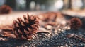 Pinecone lying on dark asphalt ground during autumn, dry leaves and bokeh lights diffusing Royalty Free Stock Photo