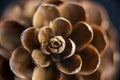 Pinecone macro shot background. Nature close up. Royalty Free Stock Photo