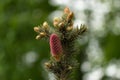 Pinecone, nature