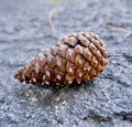 Pinecone in nature, only pinecone Royalty Free Stock Photo