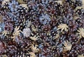 Pinecone nature stones pine woody coniferous forest pattern ingredient dry abstract texture red closeup seed food black fruit spic