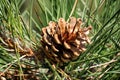 Pinecone and needles Royalty Free Stock Photo