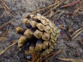 Pinecone