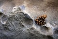 Pinecone Pine Cone on Stone Rock Texture in the Wilderness Royalty Free Stock Photo