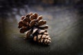 Pinecone Pine Cone in Water Reflection Wilderness