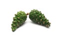 Pinecone pine, green