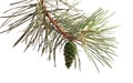 Pinecone pine, green