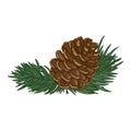 Pinecone with pine leaves clipart winter design element isolated on white background