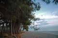 The beach and the ancient pine trees at sunset. Pitsund pines on the sea coast. Coastal pine grove.Pine with long Royalty Free Stock Photo