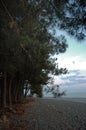 The beach and the ancient pine trees at sunset. Pitsund pines on the sea coast. Coastal pine grove.Pine with long Royalty Free Stock Photo