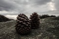 A pinecone on a rock Royalty Free Stock Photo