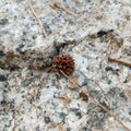 Pinecone on the rock Royalty Free Stock Photo