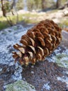 pinecone on a rock Royalty Free Stock Photo