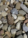 Pinecone and Rocks Pebble Background Royalty Free Stock Photo