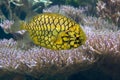 The Pinecone seafish in an aquarium Royalty Free Stock Photo