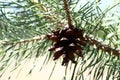 Pinecone shot in the forest close-up. Royalty Free Stock Photo