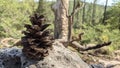 Pinecone sitting on a rock in the forest Royalty Free Stock Photo