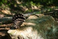 Pinecone sitting on a rock Royalty Free Stock Photo