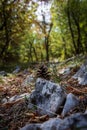 A pinecone sitting on a rock Royalty Free Stock Photo