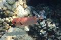 Pinecone soldierfish Myripristis murdjan Royalty Free Stock Photo