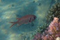 Pinecone soldierfish Myripristis murdjan Royalty Free Stock Photo