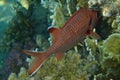 Pinecone soldierfish Myripristis murdjan Royalty Free Stock Photo