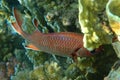 Pinecone soldierfish Myripristis murdjan Royalty Free Stock Photo