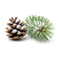 A pinecone and a sprig of pine needles on a white background Royalty Free Stock Photo