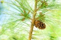 Pinecone Royalty Free Stock Photo