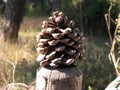 Pinecone of a tree