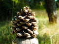 Pinecone of a tree