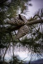 Pinecone on a tree, isolated Royalty Free Stock Photo