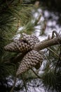 Pinecone on a tree, isolated Royalty Free Stock Photo