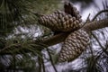 Pinecone on a tree, isolated Royalty Free Stock Photo