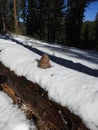 Pinecone on tree in snow Royalty Free Stock Photo