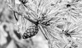 Pinecone tree on snow Royalty Free Stock Photo