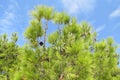 Pinecone tree under blue sky Royalty Free Stock Photo