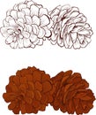 Pinecone Vector illustration isolated Royalty Free Stock Photo