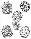 Pinecone whimsical vector illustration on isolated background Royalty Free Stock Photo