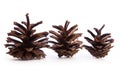 Pinecone on white background Royalty Free Stock Photo