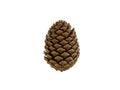 a pinecone on a white background from Indonesia