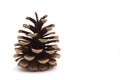 Pinecone on a White Background Royalty Free Stock Photo