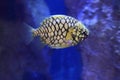 Pineconefish Royalty Free Stock Photo