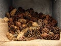 Pinecones Royalty Free Stock Photo